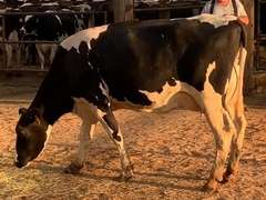 Fresh 3-1 Mkg 92# 4.6 3.6 SCC-23K 1st Lact Due 4-11 to 29H19287 | 4 3 3 3 3  11 Y | Block On Foot But OK