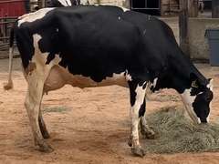 3 Serviced 1st Lact | Group Avg 90# Milk 53K SCC | Fresh in April | Top Heifer 100# | 344 502 516