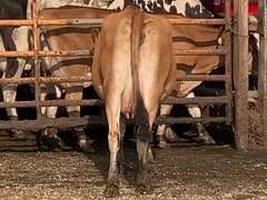 ET #46 Dry & Dry Treated Due 9-20  Coming 2nd Calf | 4 4 4  3 2 10 | 4 STAR