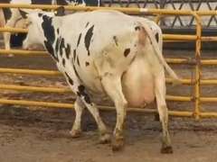 Fresh 8-25-20  Milk 56 3.8%F 3.4%P 76 SCC (K) Lact 2 Due 12-5 To 29HO19287 305me 36263  Sire 29HO14427  Mgs 29HO13459 | 3 3 3 3 4 14  |