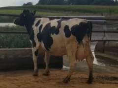Fresh 10-24-20  Milk 74 5.4%F 3.8%P 22 SCC (K) Lact 2 Due 1-15 To 29HO19287 305me 28791  Sire 29HO16714  Mgs 29HO14311 | 3 3 4 3 3 13 Y | Reverse Tilt