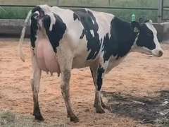 8 Fresh 1st Lact | Group Avg 75# Milk 80K SCC | Fresh 7-9 to 8-22-21| Top Heifer 88# | 512 522 558 559 560 562 563 567