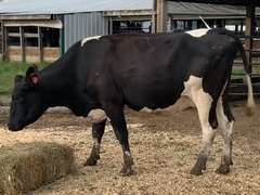 Dry & Dry Treated Due 10-17  Coming 2nd Calf | 4 3 3 3 2 |