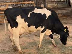 2 Serviced 1st Lact | Group Avg 90# Milk 59K SCC | Fresh in May | Top Heifer 106# | 529 530|