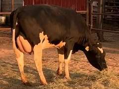 8 Fresh 1st Lact | Group Avg 75# Milk 80K SCC | Fresh 7-9 to 8-22-21| Top Heifer 88# | 512 522 558 559 560 562 563 567