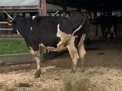 Dry & Dry Treated Due 10-14  Coming 2nd Calf | 4 3 3 4 2 |