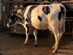 3 Serviced 1st Lact | Group Avg 90# Milk 53K SCC | Fresh in April | Top Heifer 100# | 344 502 516