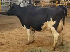 Fresh 12-27-20  Milk 76 3.7%F 3%P 132 SCC (K) Lact 2 Due 2-2 To 29HO17947 305me 32012  Sire 29HO16593  Mgs 529HO13383 | 4 3 3 3 3 13 Y | 4 STAR Udder