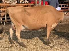 Dry & Dry Treated Due 9-20  Coming 2nd Calf | 3 3 3 3 2 | 3 Quartered LR