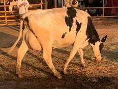 7 Preg 1st Lact Due in Janaury | Group Avg 80# Milk 50K SCC | Top Heifer 107# | 437 449 455 462 467 469 500
