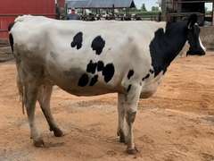 Bred Heifer | Due 9-30 To 29HO19068    Sire 29HO17503  Mgs 29HO120