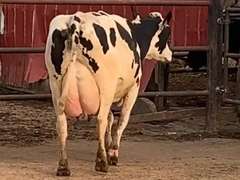 Fresh 5-20-21  Milk 100 3.4%F 3.3%P 66 SCC (K) Lact 2     305me 25802  Sire 29HO18139  Mgs 29HO14427 | 3 3 4 3 3 12 Y |