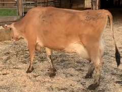 Fresh 11-13 Mkg 50# 4.9 3.7 SCC-71K 3rd Lact Bred 8-20 | 3 3 3 3 2 9|