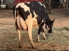 3 Preg 1st Lact Due in April | Group Avg 96# Milk 71K SCC | Top Heifer 120# !! | 489 514 528