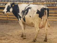 Fresh 7-18-20  Milk 74 4.2%F 3.4%P 123 SCC (K) Lact 2 Due 1-15 To 29HO19229 305me 31718  Sire 29HO16017  Mgs 20HO14080 | 3 3 3 3 4 14  | Light Left Rear