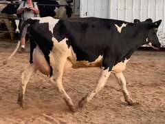 Fresh 7-23-21  Milk 74 4.4%F 2.9%P 264 SCC (K) Lact 1        Sire 29HO18636  Mgs 29HO16017 | 4 3 3 2 3 11  | 4 STAR Udder