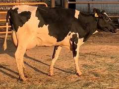 Fresh 2-24-21  Milk 90 3.8%F 2.9%P 13 SCC (K) Lact 1 Bred 9-25 To 29HO19426 305me 31997  Sire 29HO18108  Mgs 29HO16593 | 3 3 3 3 3 12  | Small Teats