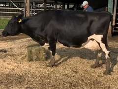 Dry & Dry Treated Due 10-13 Coming 5th Calf | 2 3 3 3 2 13 | 3 Quarterd LR