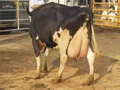 4 Fresh 4th+ Lact | Group Avg 81# Milk 101K SCC | Fresh 7-1 to 9-9, 2 Serviced | Top Cow 96# | #1653 Bred 9-25 29H19426 | 18 59 61 1653