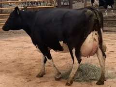 Fresh 6-9-20  Milk 64 4.8%F 3.5%P 29 SCC (K) Lact 1 Due 2-11 To INFOCUS 305me 32728  Sire 29HO18306  Mgs 29HO14615 | 5 3 3 3 5 14 Y | 5 Star Udder