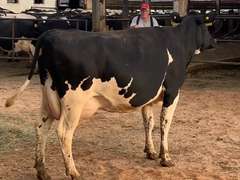 Fresh 12-6-20  Milk 102 4.6%F 3.4%P 15 SCC (K) Lact 1 Due 11-30 To INFOCUS 305me 34044  Sire 29HO18071  Mgs 29HO16319 | 3 4 4 3 3 12 Y | How You Going To Dry Her Up, 100# & Needs to Go Dry