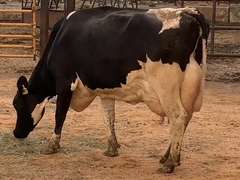 Fresh 7-28-21  Milk 144 3.4%F 3%P 57 SCC (K) Lact 3     305me 27585  Sire 29HO16714  Mgs 29HO14311 | 3 3 3 4 3 14 Y | Long  Teats
