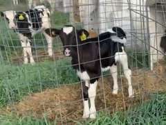 6 Holstein Heifer Calves | Born August 2021 | 2662  2663  2664  2665  2666  2667