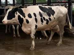 4 Fresh 4th+ Lact | Group Avg 81# Milk 101K SCC | Fresh 7-1 to 9-9, 2 Serviced | Top Cow 96# | #1653 Bred 9-25 29H19426 | 18 59 61 1653