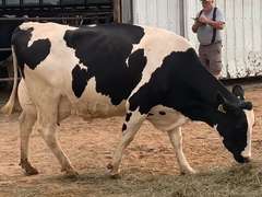 Dry & Dry Treated         Lact 1 Due 11-16 To 29HO19068 305me 32605  Sire 29HO17607  Mgs 29HO13846 | 3 3 3 3 3 12  | Small Teats
