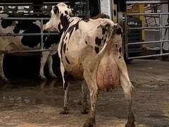 5 Fresh 4th+ Lact | Group Avg 112# Milk 75K SCC | Fresh 6-26 to 8-20, 5 Serviced | Top Cow 132#-All 100#+ | 19 23 29 1699 1966 1989