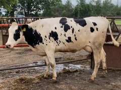 7 Dry & Dry Treated | Coming 2nd Calf | Due in November | 305me Avg 31963# | 405 412 424 447 452 464 468