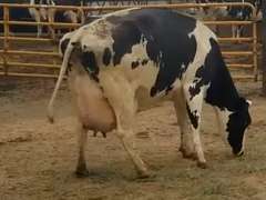 Fresh 5-19-21  Milk 92 4.4%F 2.8%P 54 SCC (K) Lact 4 Bred   29HO17947 305me 31248  Sire 529HO14567  Mgs 529HO13383 | 3 3 3 3 3 14  | Long  Teats, Walk