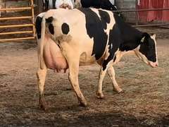 Fresh 4-16-21  Milk 66 5.9%F 3.7%P 50 SCC (K) Lact 1 Due 5-25 To 29HO19287 305me 20054  Sire 29HO18581  Mgs 29HO16714 | 4 3 4 3 3 12  | 4 STAR Udder-Slight Big Teats
