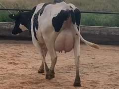 Dry & Dry Treated         Lact 1 Due 11-19 To 29HO19068 305me 33878  Sire 29HO16714  Mgs 29HO14615 | 3 3 3 3 3 13  | Small Teats