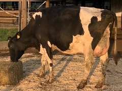 Dry & Dry Treated Due 11-9  Coming 2nd Calf | 4 4 4 4 3 14 | 4 STAR