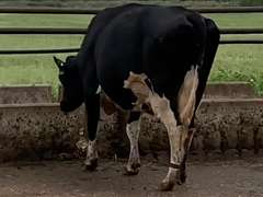 Dry & Dry Treated         Lact 2 Due 10-12 To 29HO18166 305me 41903  Sire 29HO16593  Mgs 529HO14567 | 2 3 3 3 3 14 Y |