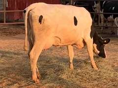 6 Preg 1st Lact Due in March | Group Avg 81# Milk 48K SCC | 410 454 461 482 497 518