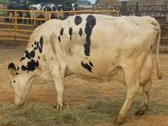 5 Preg 4th+ Lact | Group Avg 78# Milk 102K SCC | Due 1-10 to 3-5 | Top Cow 86# | 1562 1749 1885 1933 1935