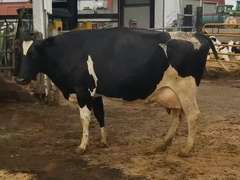 4 Dry & Dry Treated | Coming 4th Calf | Due in November | 305me Avg 29399# | 13 100 112 138