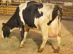 Fresh 7-23-21  Milk 160 3.1%F 2.9%P 303 SCC (K) Lact 4 Bred 9-16 To INFOCUS 305me 32140  Sire 29HO14311  Mgs 29HO11661 | 2 3 3 3 3 12  |