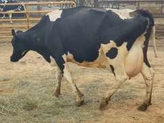 Fresh 1-26-21  Milk 98 4.5%F 3.1%P 132 SCC (K) Lact 4 Bred 9-2 To 29HO18508 305me 39010  Sire 529HO14567  Mgs 29HO13664 | 3 3 3 3 2 12  |  Block on Foot But OK