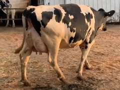 Fresh 2-28-21  Milk 142 7.1%F 2.8%P 100 SCC (K) Lact 2 Due 5-13 To 29HO19369 305me 37571  Sire 29HO17607  Mgs 29HO13846 | 3 3 4 3 3 12 Y | Slight Wide Front Teats