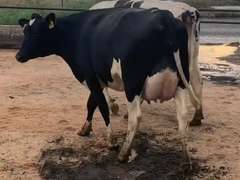 8 Fresh 1st Lact | Group Avg 75# Milk 80K SCC | Fresh 7-9 to 8-22-21| Top Heifer 88# | 512 522 558 559 560 562 563 567