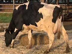 UPDATE Bred 9-2 14H7828 | Fresh 3-24 Mkg 68# 4.6 2.7 SCC-13K 2nd Lact  | 3 3 3 4 3 15|