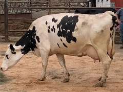 Fresh 12-31-20  Milk 104 2.8%F 3.3%P 66 SCC (K) Lact 3 Bred 9-10 To 29HO18508 305me 33030  Sire 29HO16017  Mgs 29HO13070 | 3 2 3 3 2 13 Y |