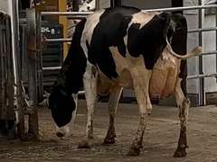 3 Preg 3rd Lact | Group Avg 93# Milk 74K SCC | Due in January | Top Cow 106# | 35 47 142