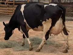 Fresh 5-22 Mkg 98# 3.3 3.1 SCC-33K 4th Lact Bred 8-22 | 4 3 3 3 3 | Block on Foot But OK
