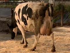 Dry & Dry Treated Due 11-7  Coming 5th Calf | 3 3 3 3 4 14 |
