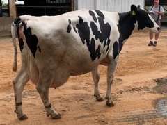 Fresh 9-18-21        Lact 6     305me 31602  Sire 29HO13363  Mgs 29HO10124 | 2 2 2 4 4 16  | Block on Foot-Limps
