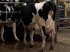 Fresh 9-3-21  Milk 84 4.7%F 3.4%P 35 SCC (K) Lact 3     305me 30785  Sire 29HO16532  Mgs 29HO13162 | 3 3 3 3 3 12  | Close Teats